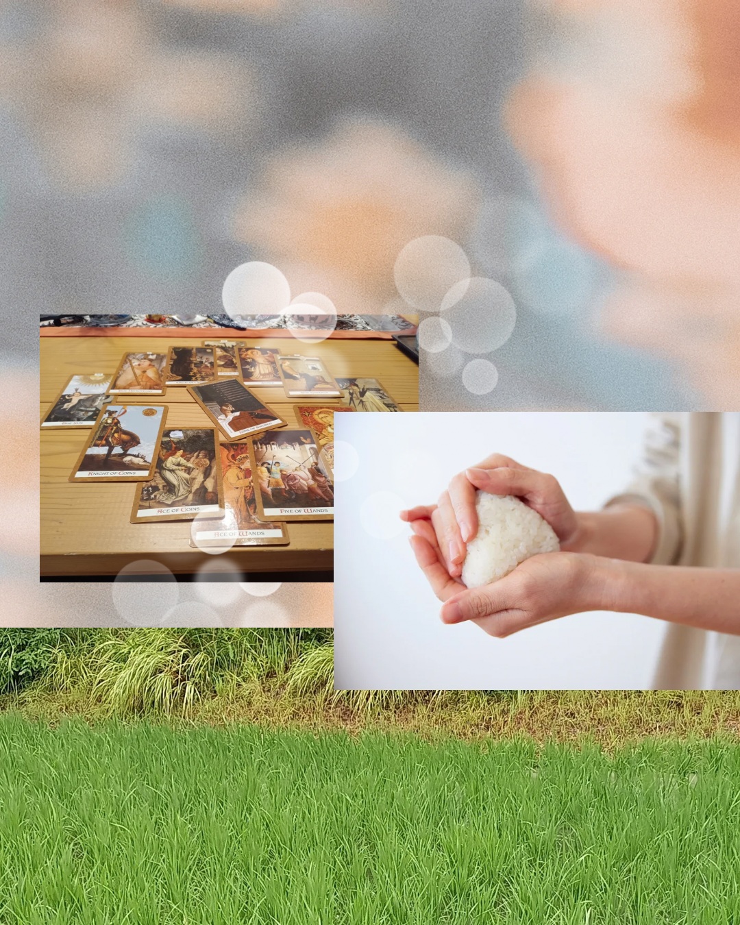 プログラムと料金