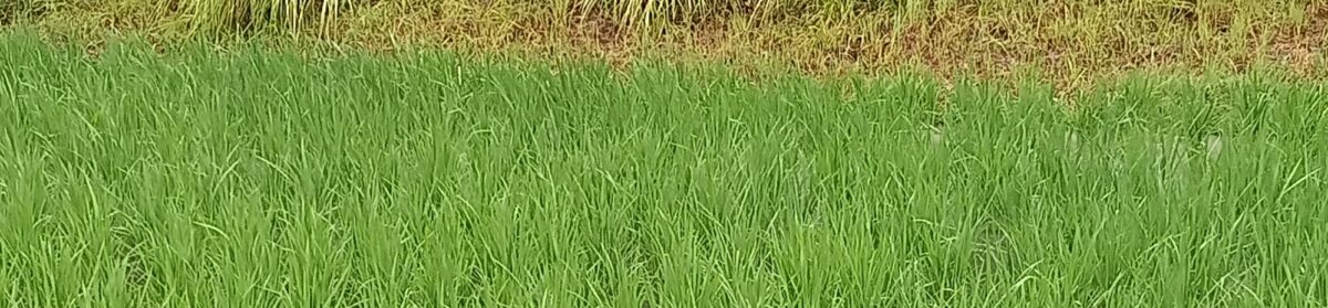 ルート＆ライト〜ねっこのほけんしつのリトリートな日々